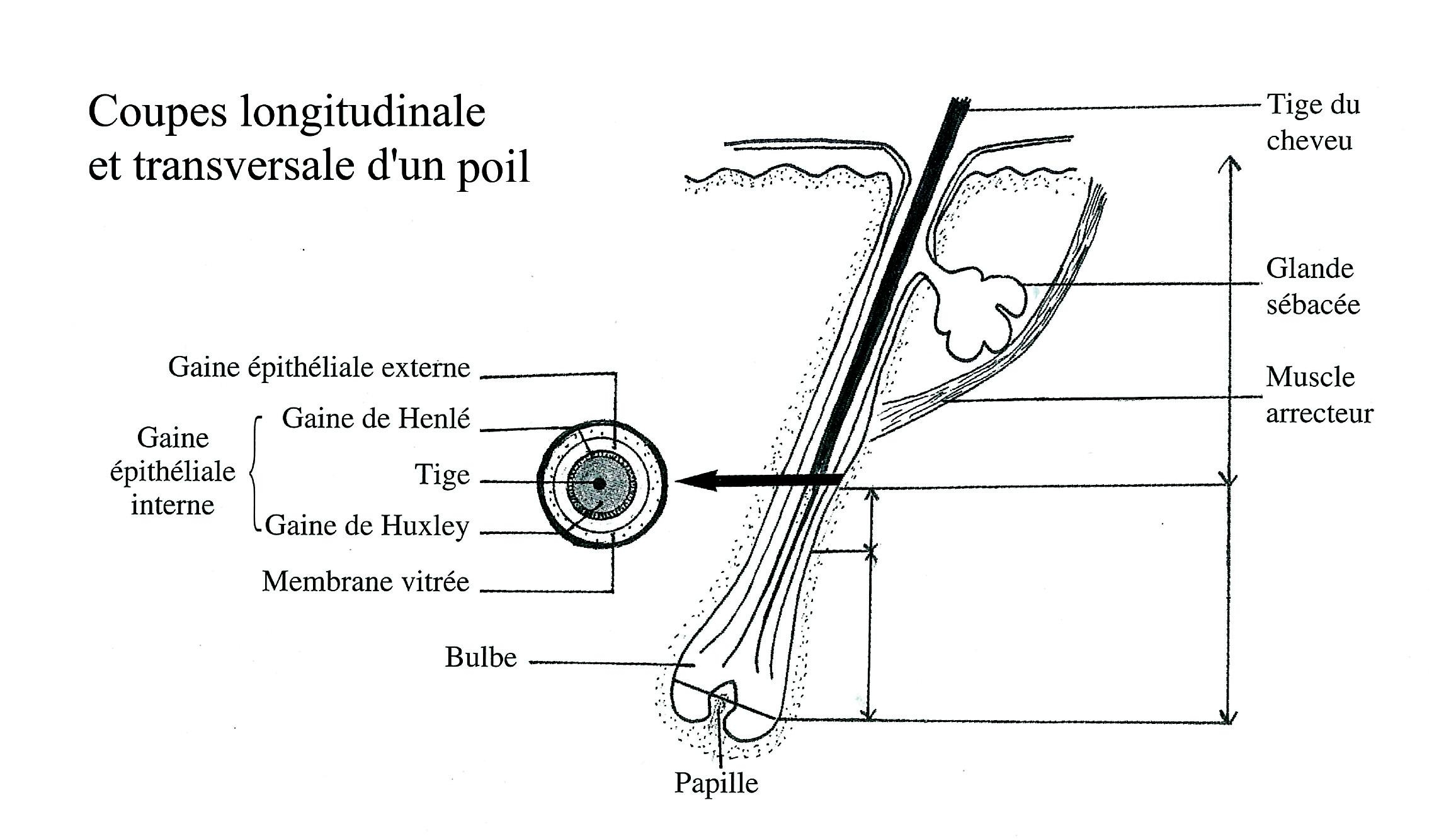 Schéma de l'implantation d'un poil dans la peau