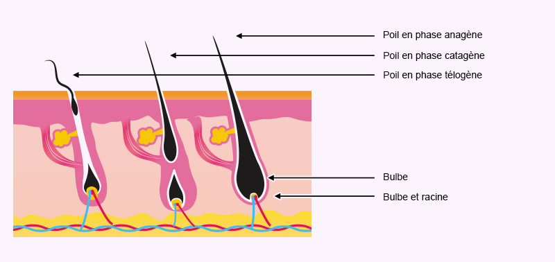 Schéma des différentes phases de croissance des poils