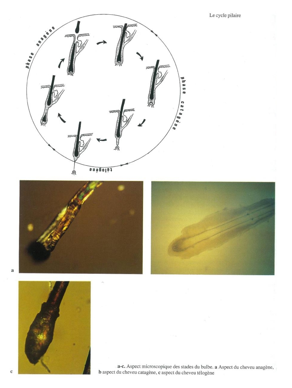 schéma du cycle pilaire
