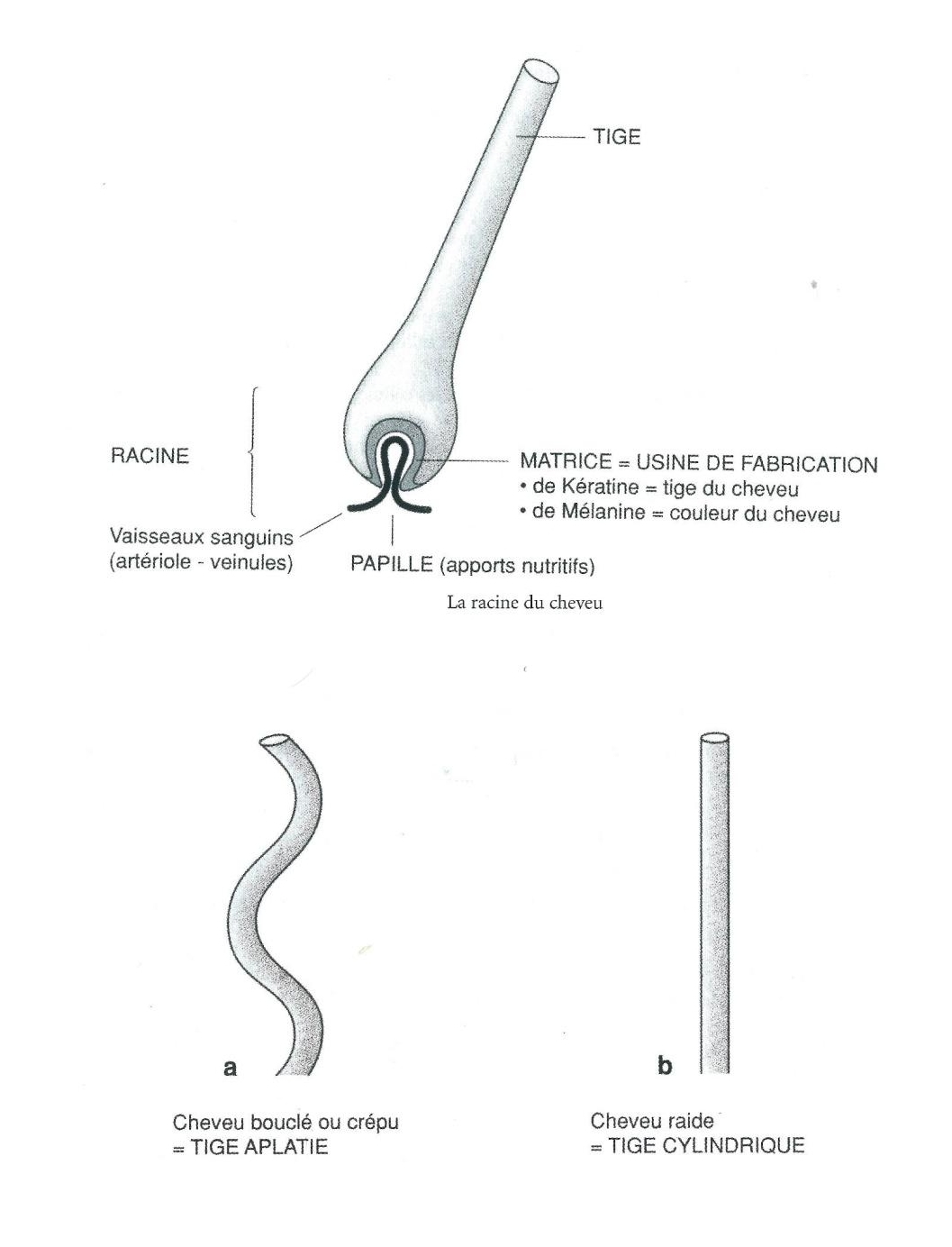 Structure de la tige capillaire